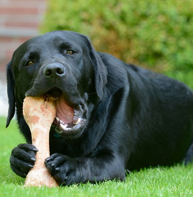 Dog on a bone