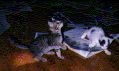 Cleo and Osage